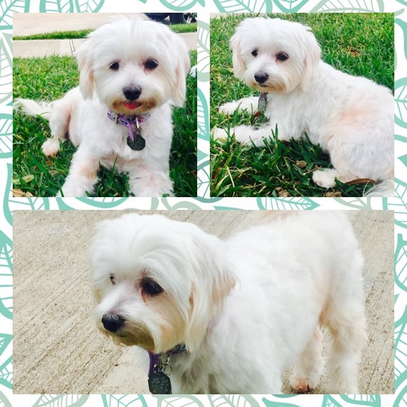 Meet your Posher, Amy - Picture 1 of 1